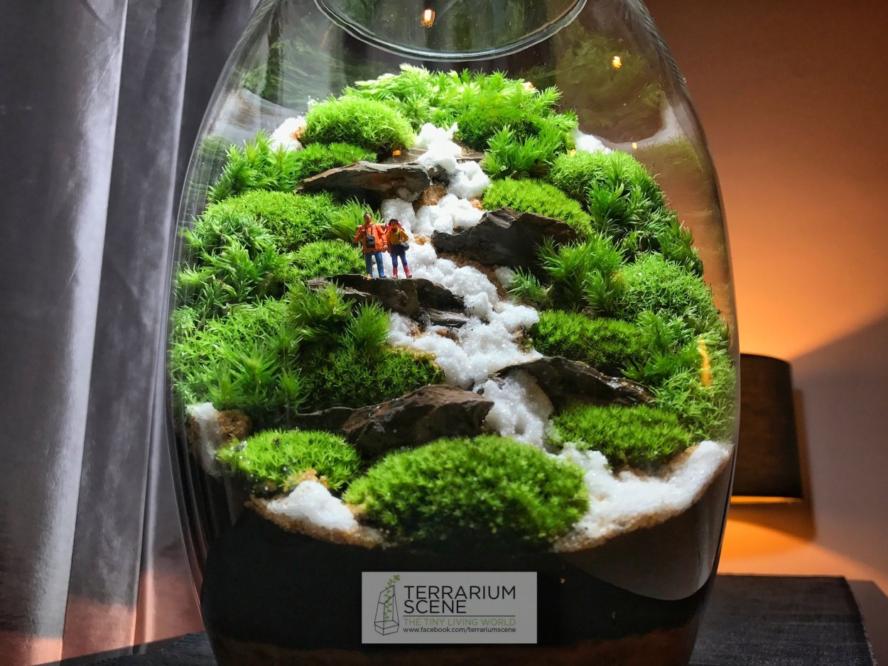 Террариум Мосс бонсай