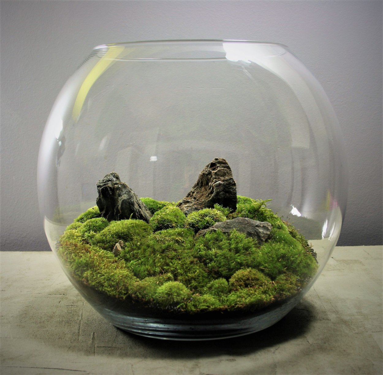 Terrarium Moss террариумный мох