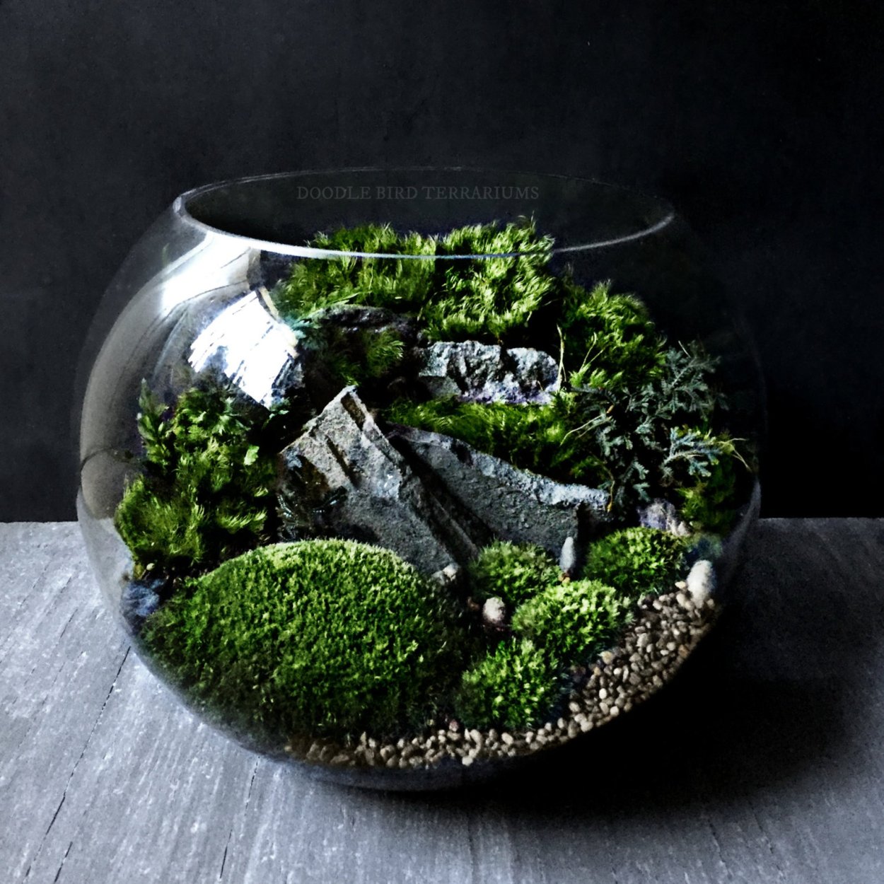 Terrarium Moss террариумный мох