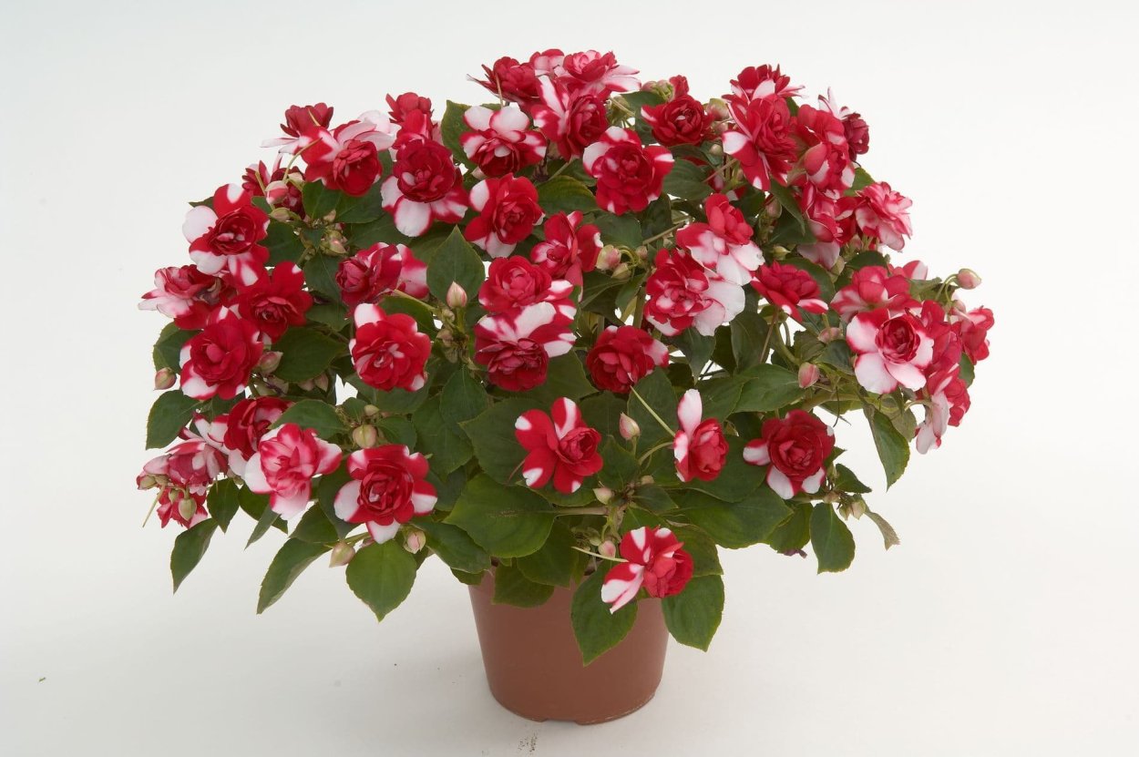 Бальзамин bicolor Dark Red