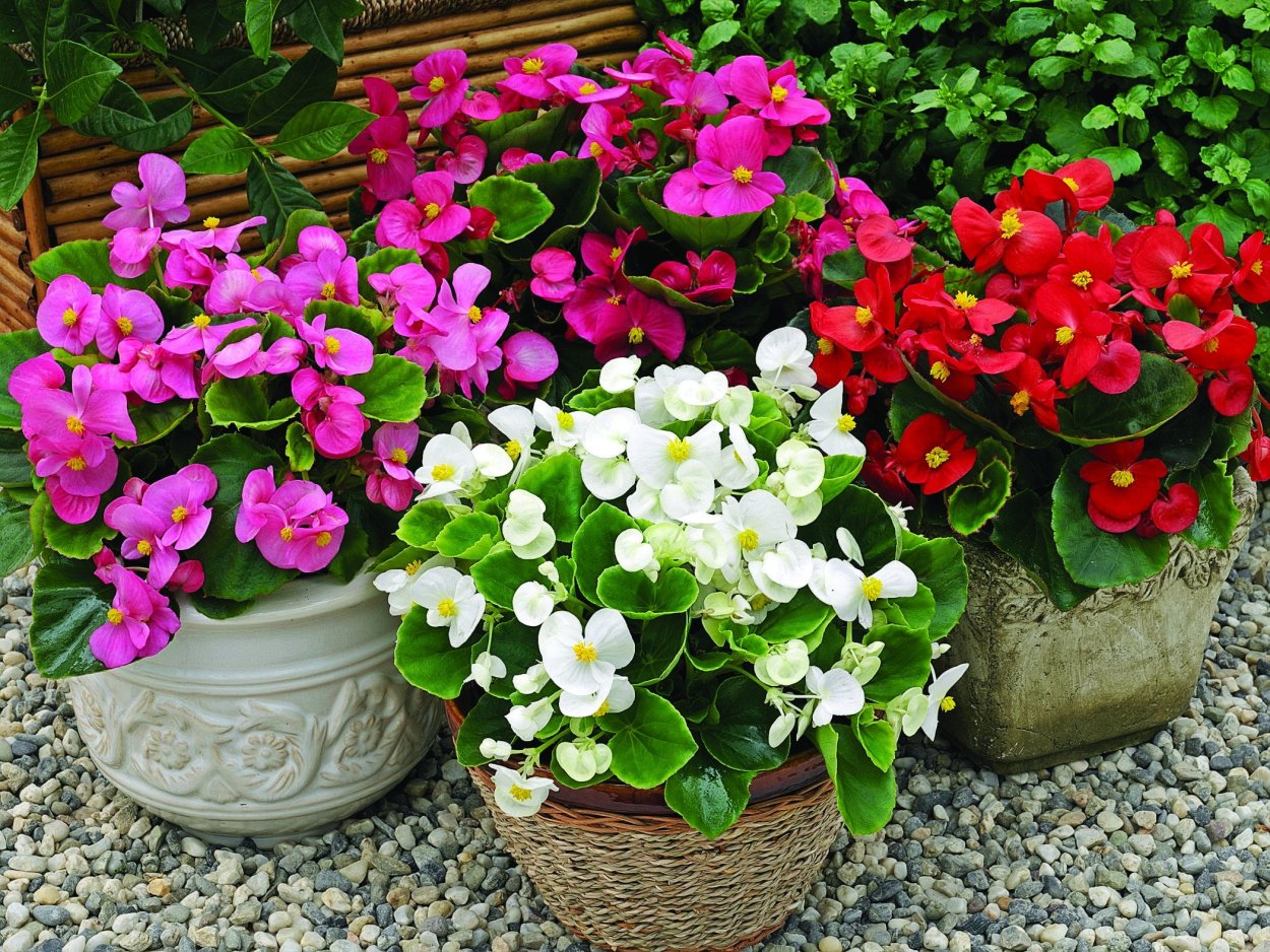 Молочай пуансеттия