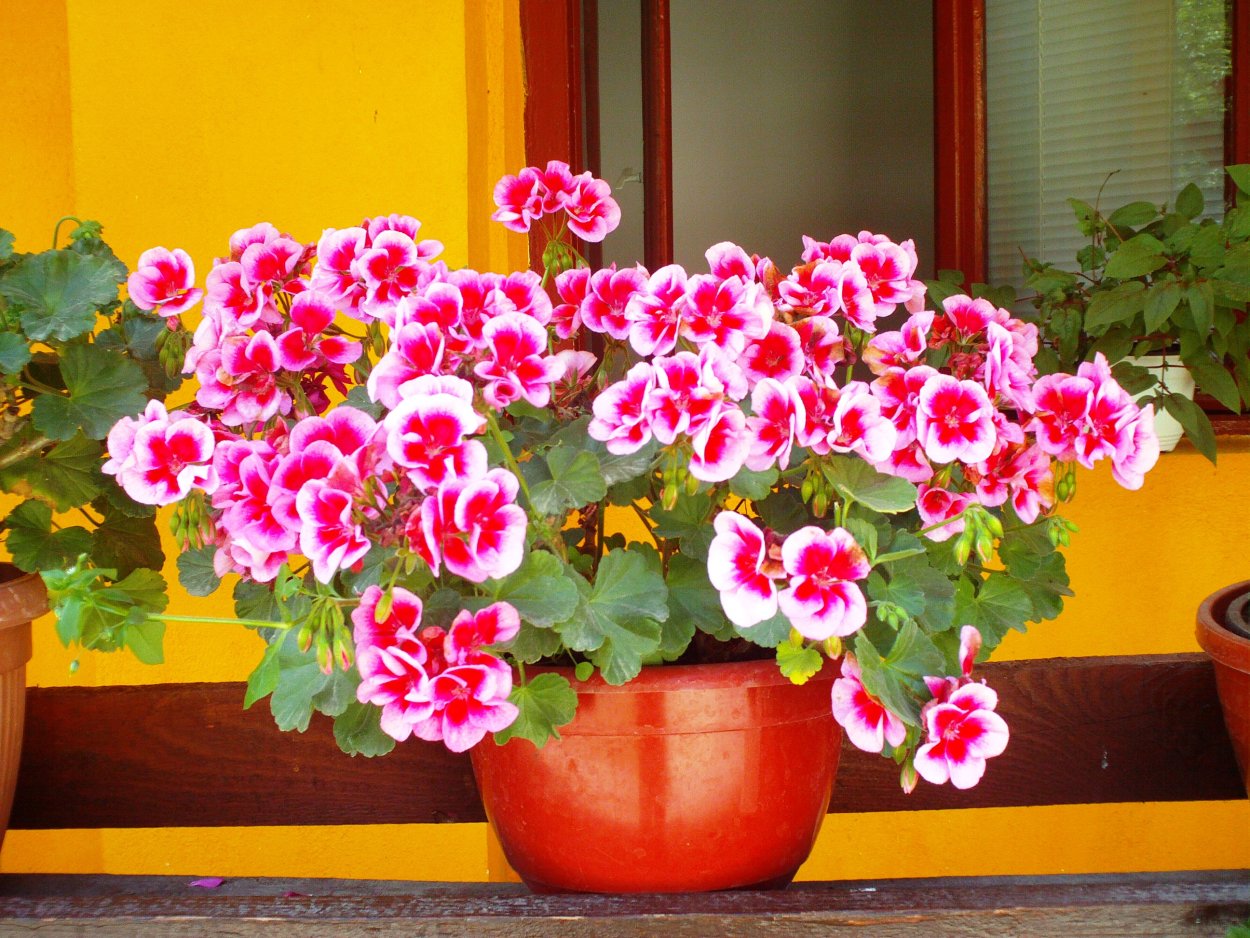 Молочай миля домашнее растение