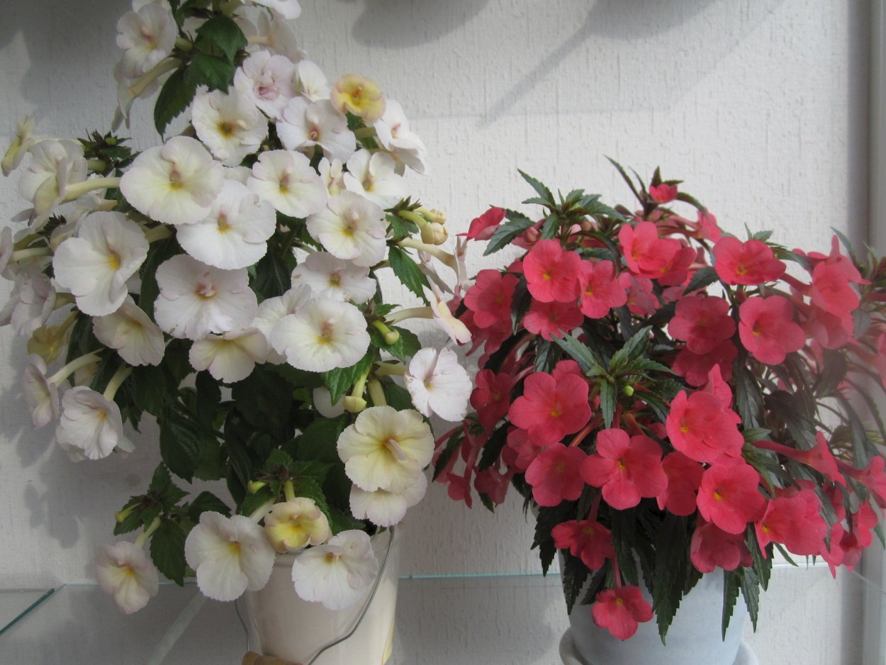 Гардения в горшке