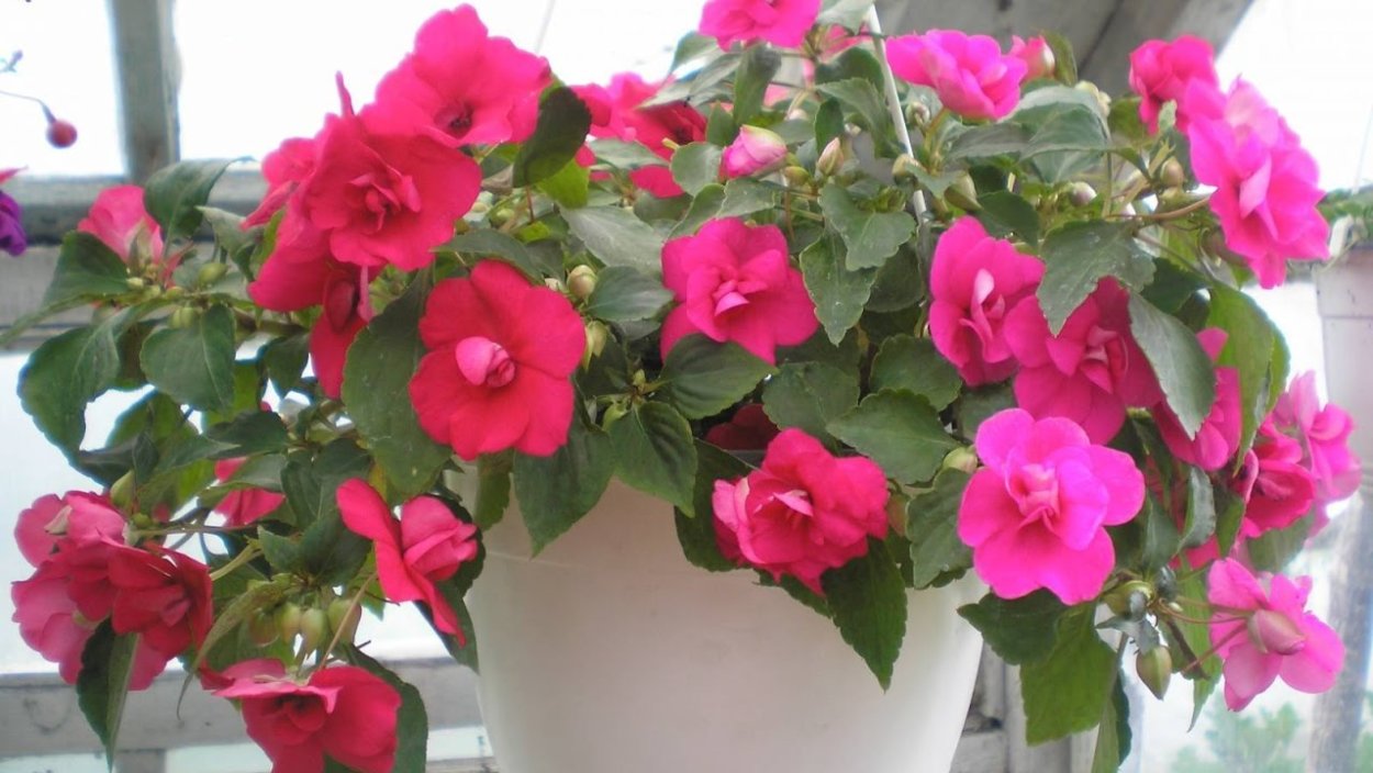 Огонек цветок бальзамин