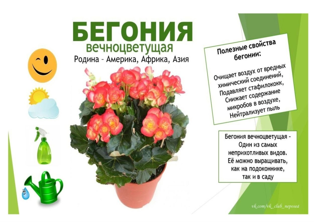 Ампельная каскадная Орхидея