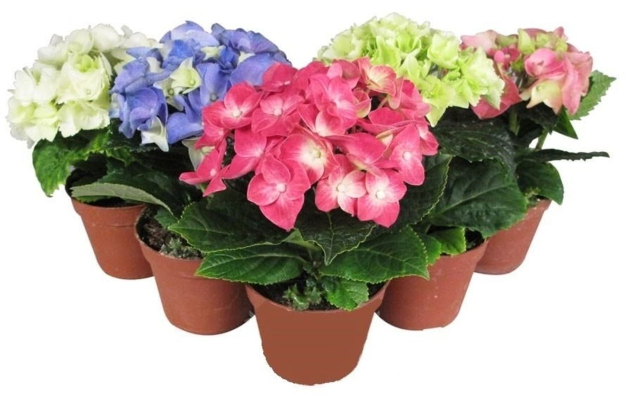 Цикламен персидский фиолетовый