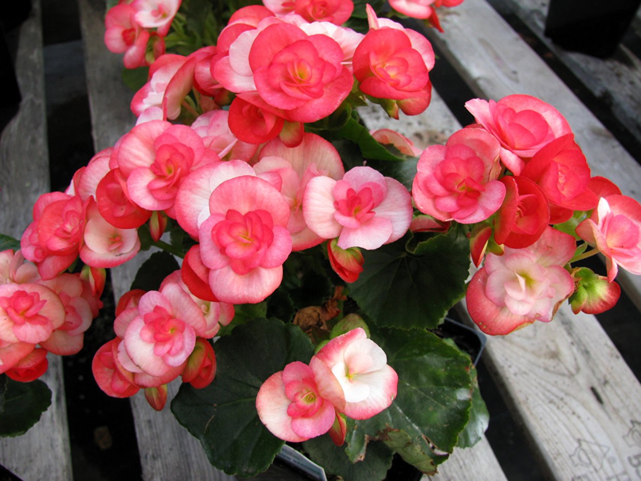 Горшечные цветы Азалия