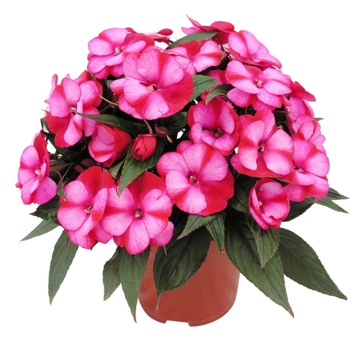 Колерия (Kohleria)