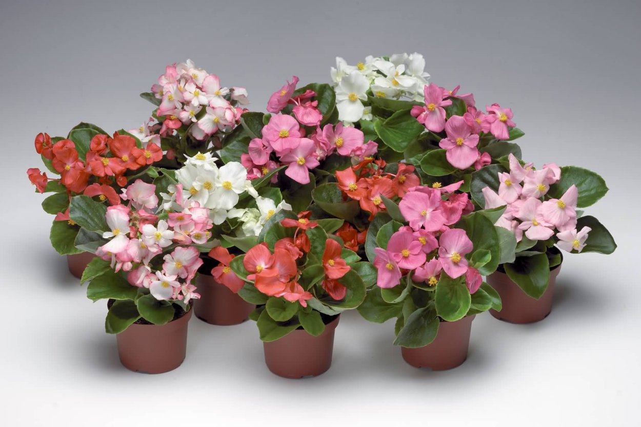Бегония горшечная