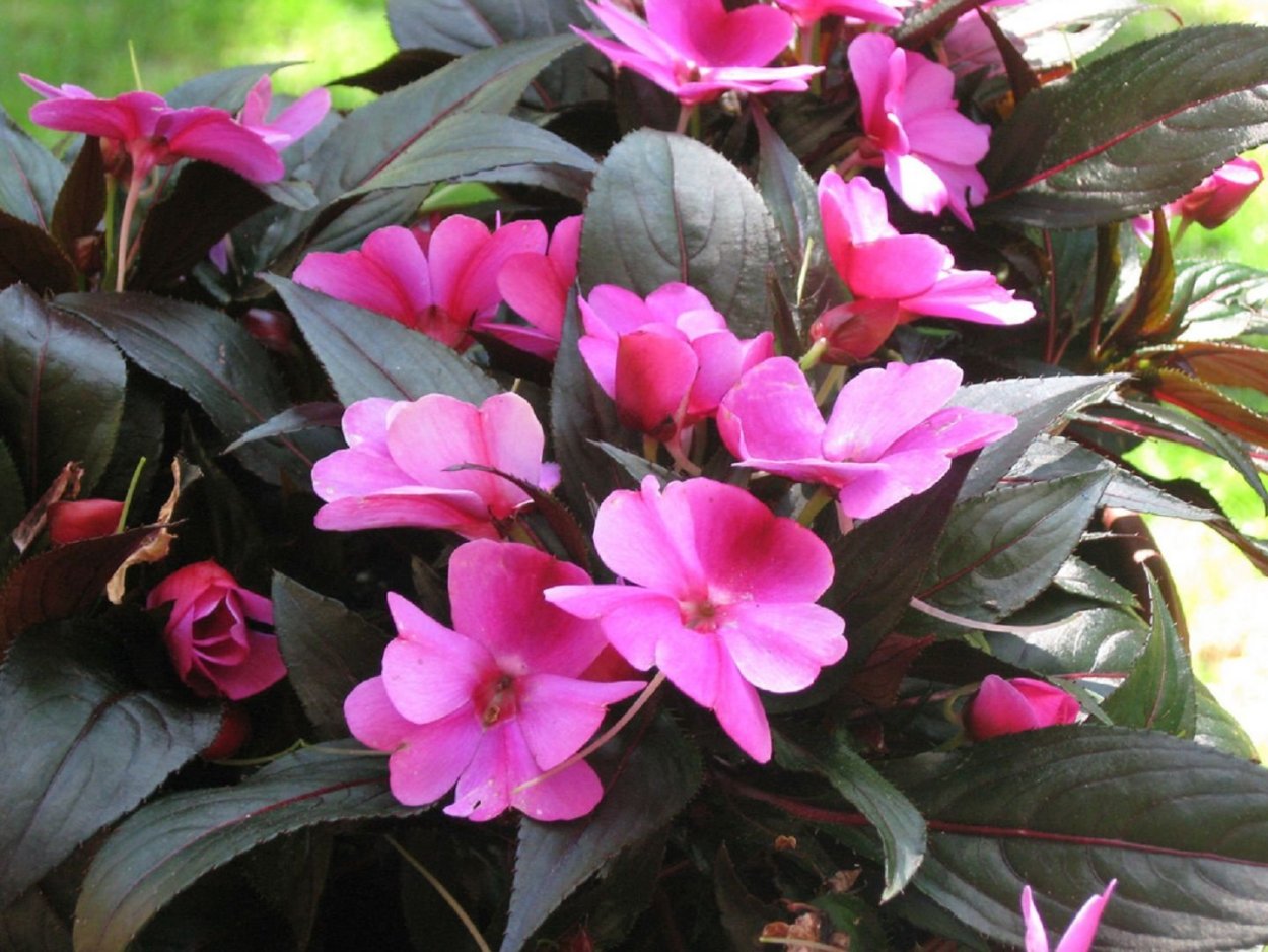 Азалия Камелия в кашпо