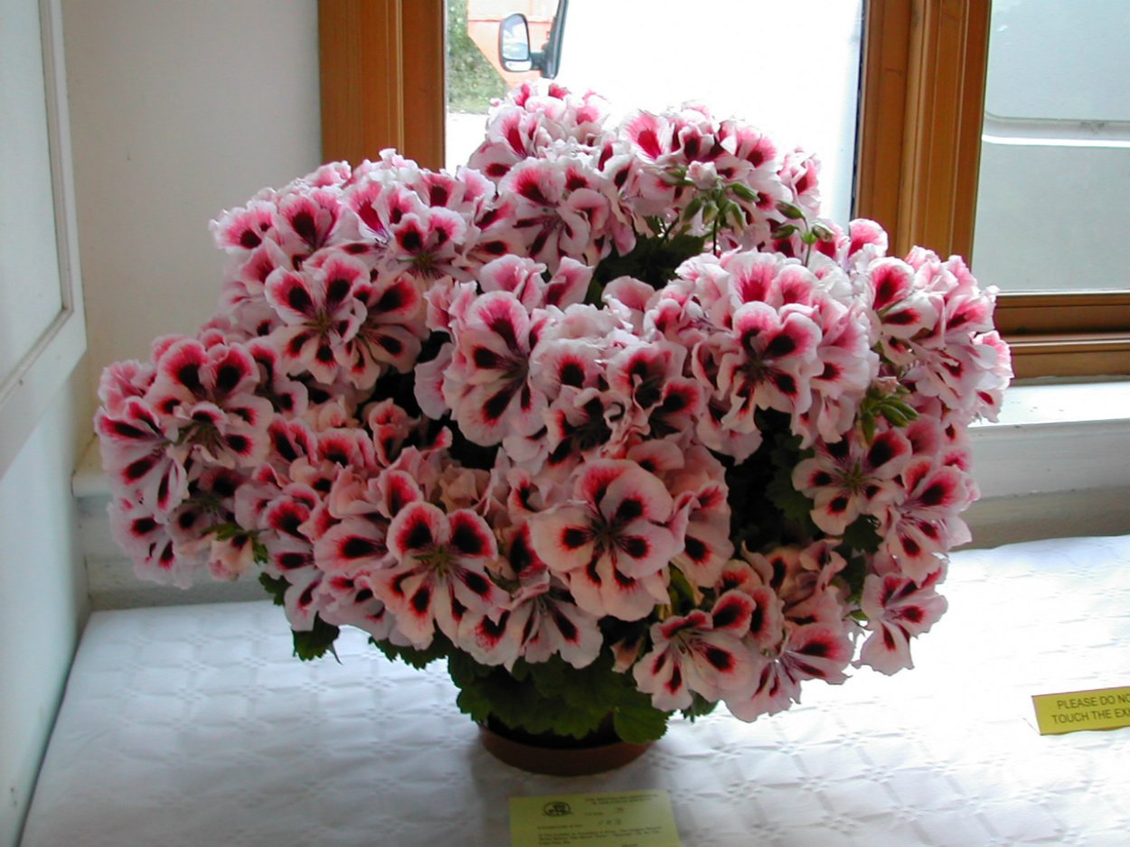 Бальзамин новогвинейский красный