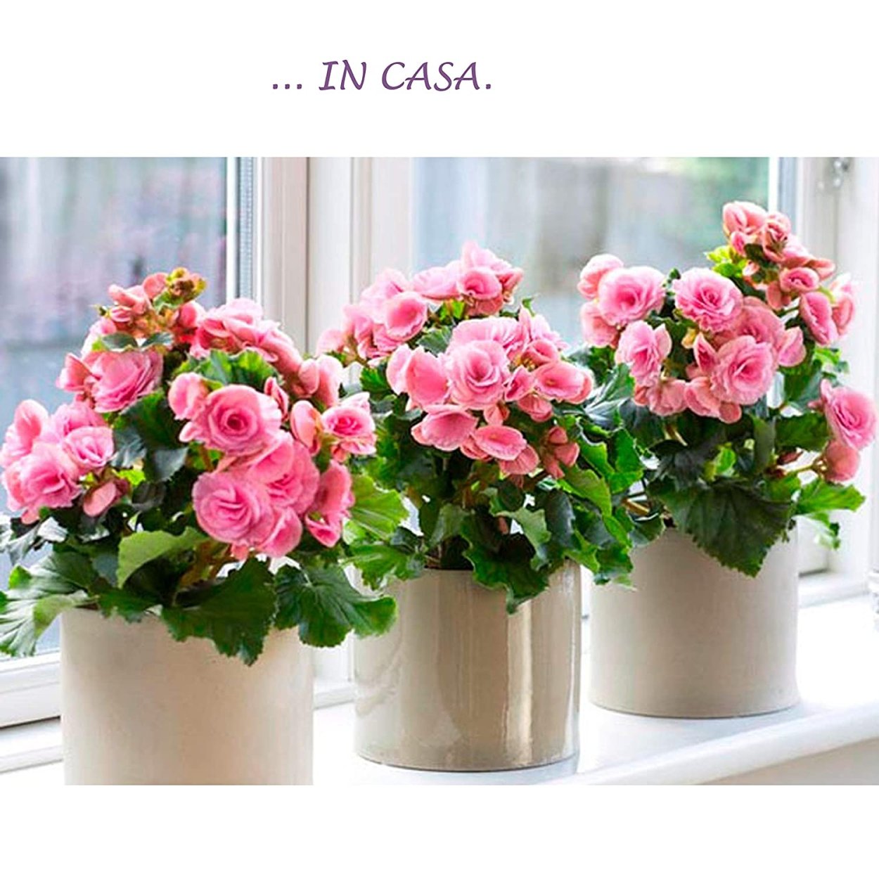 Бальзамин импатиенс