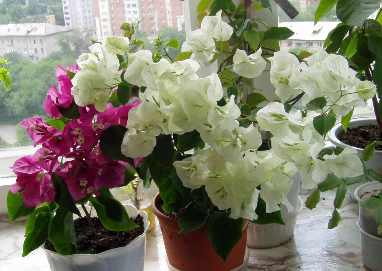 Цветы бегония микс 12/28