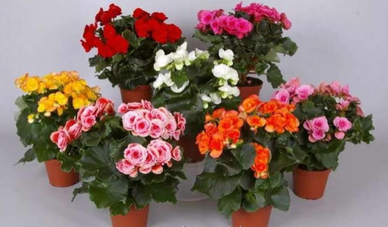 Бальзамин новогвинейский