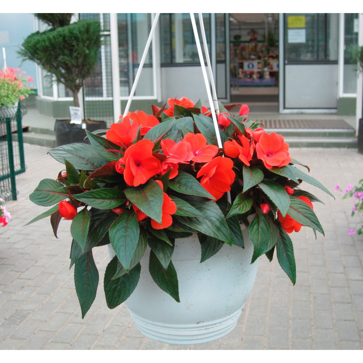 Бальзамин Уоллера комнатный