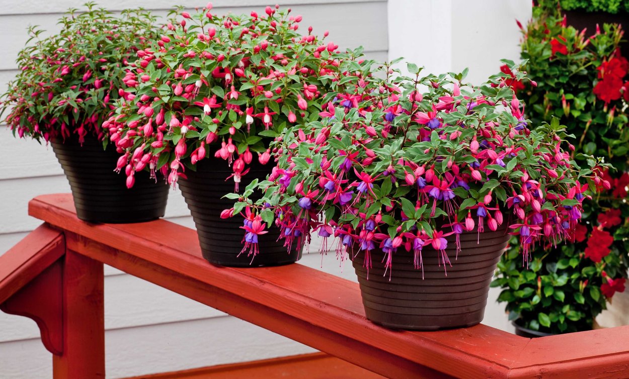 Глоксиния цветение