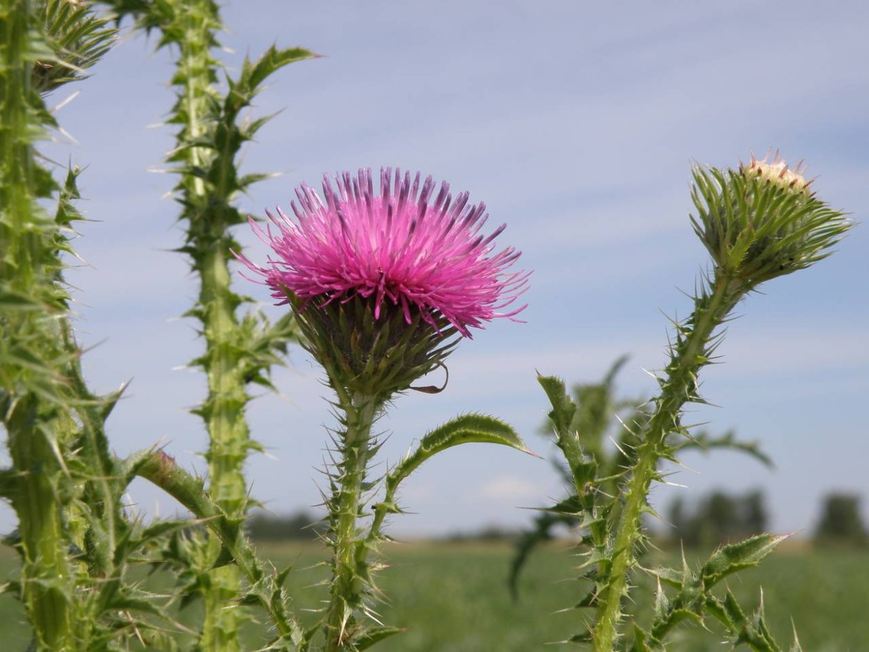 Чистец болотный (Stáchys palústris)