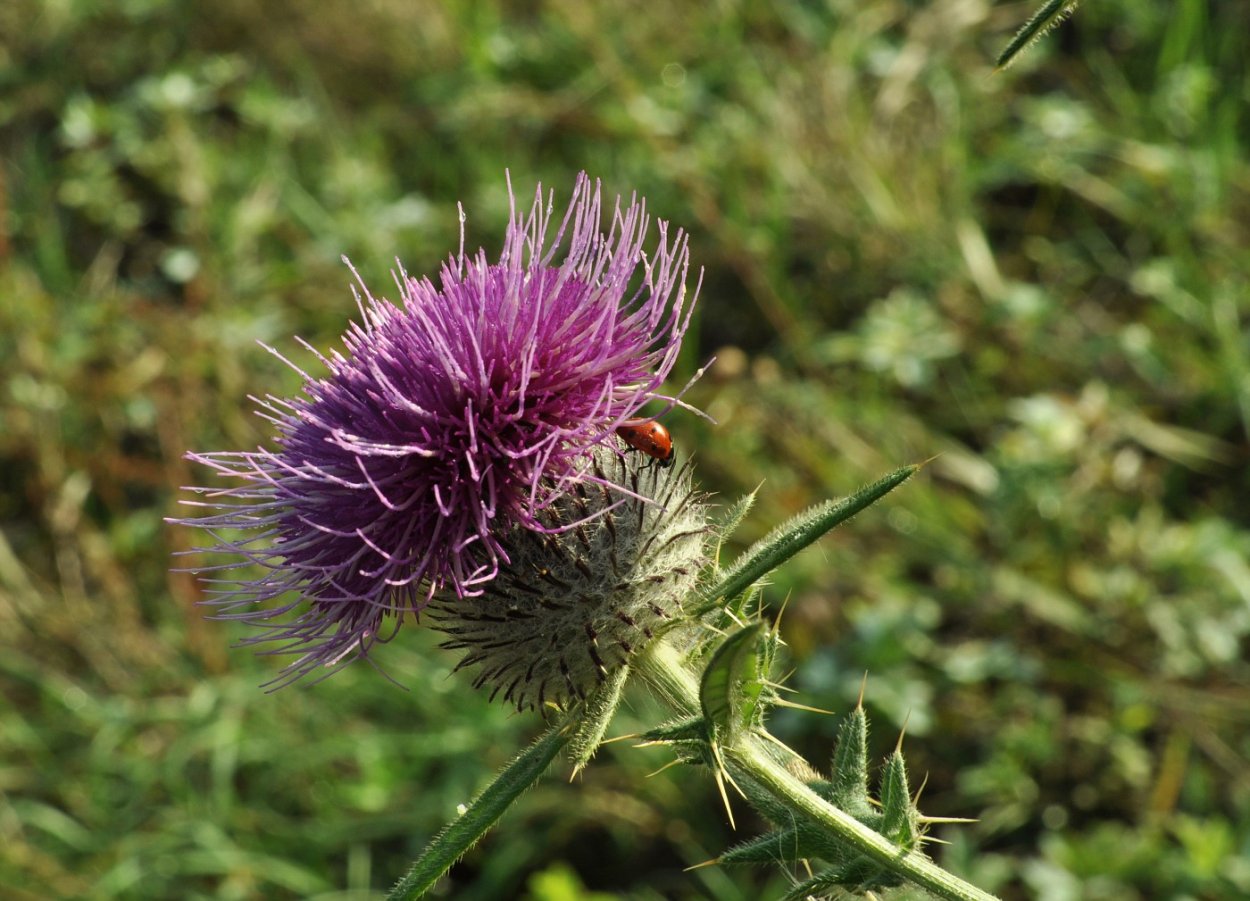 Розовые цветы макро