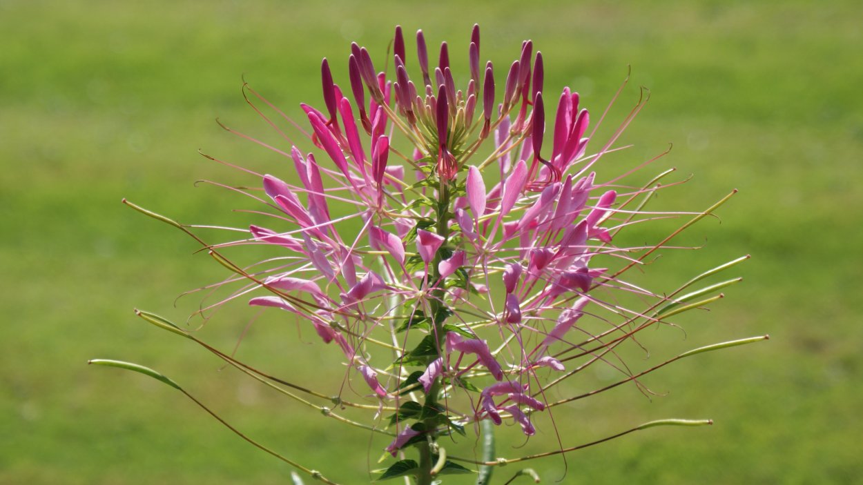 Himalayan balsam растение