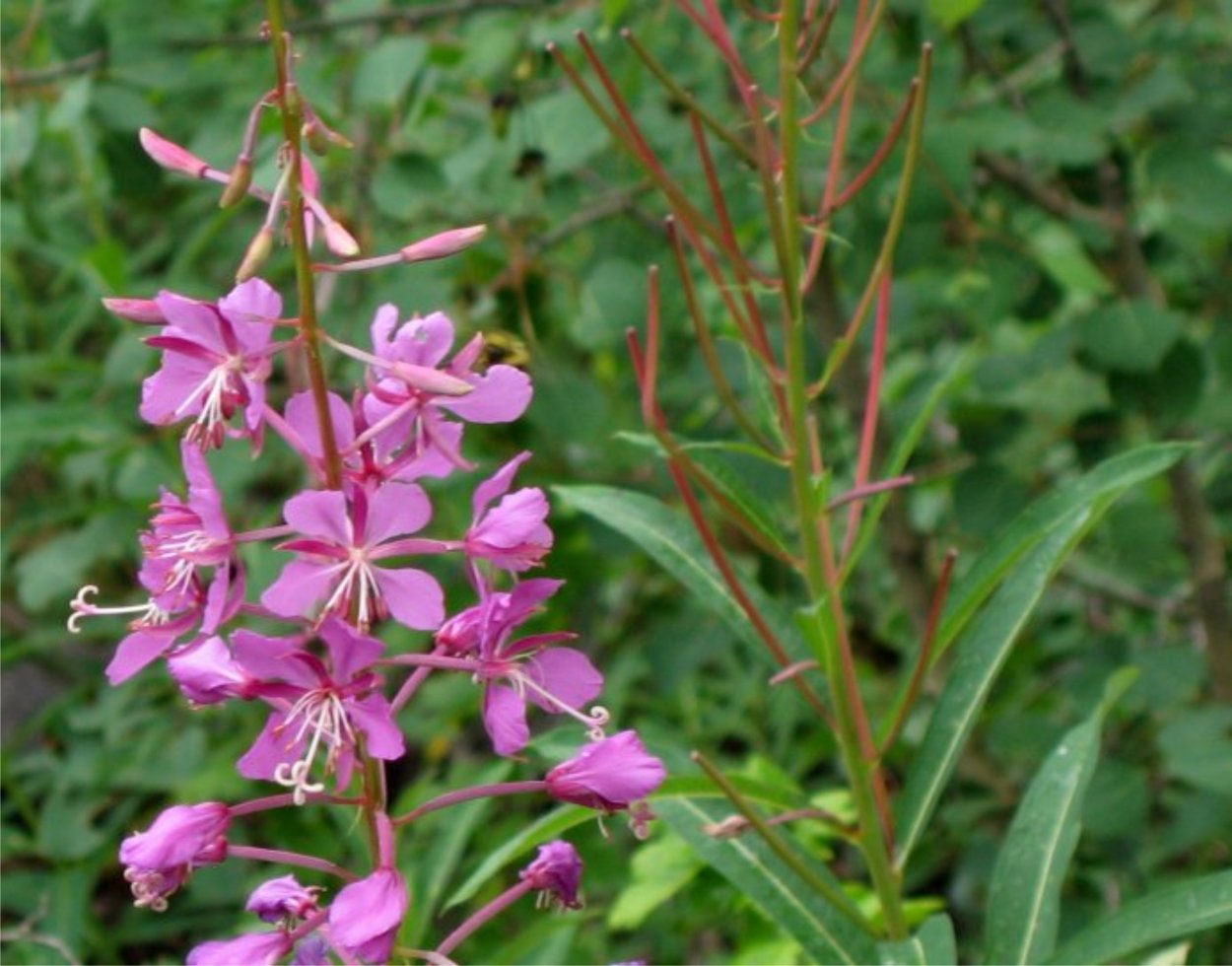 Иван-чай (кипрей) сорняк