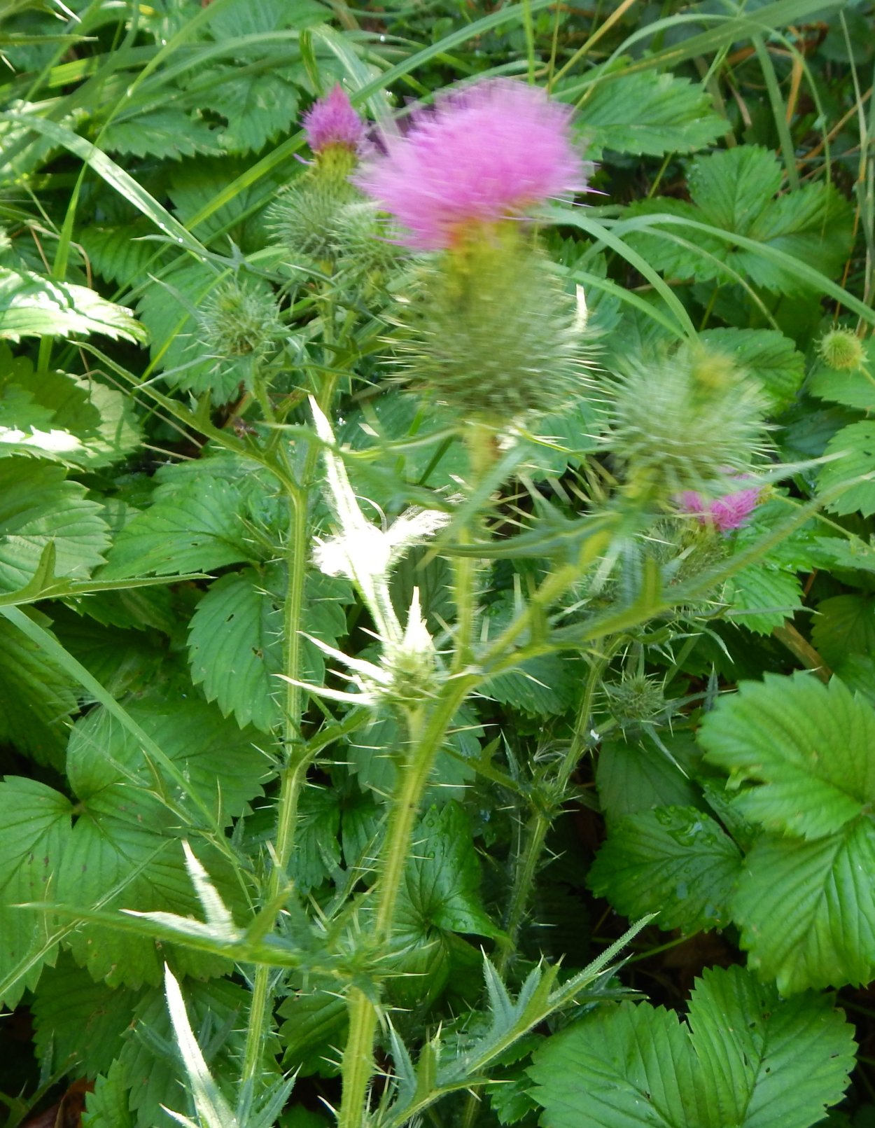 Бодяк щетинистый