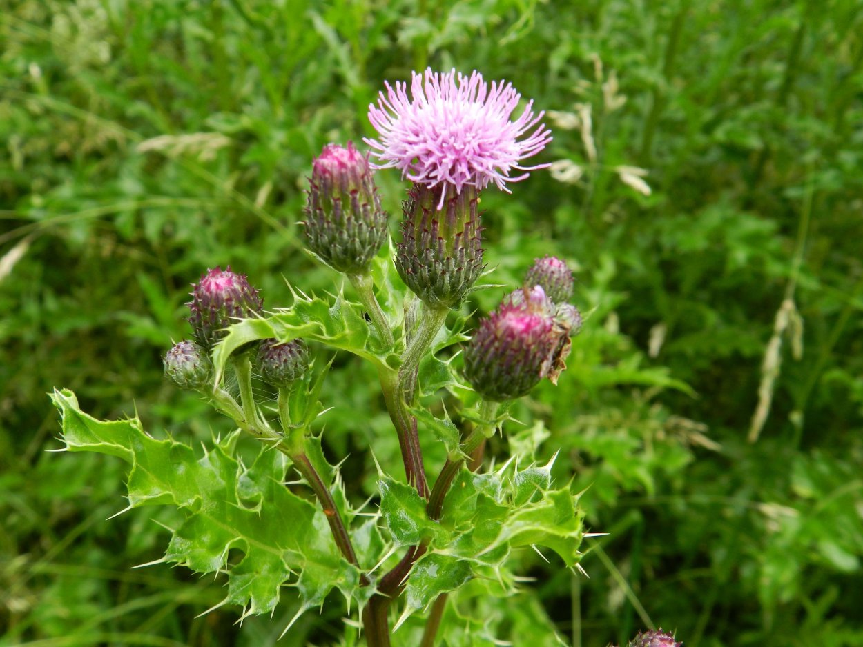 Розовые полевые цветы с усиками