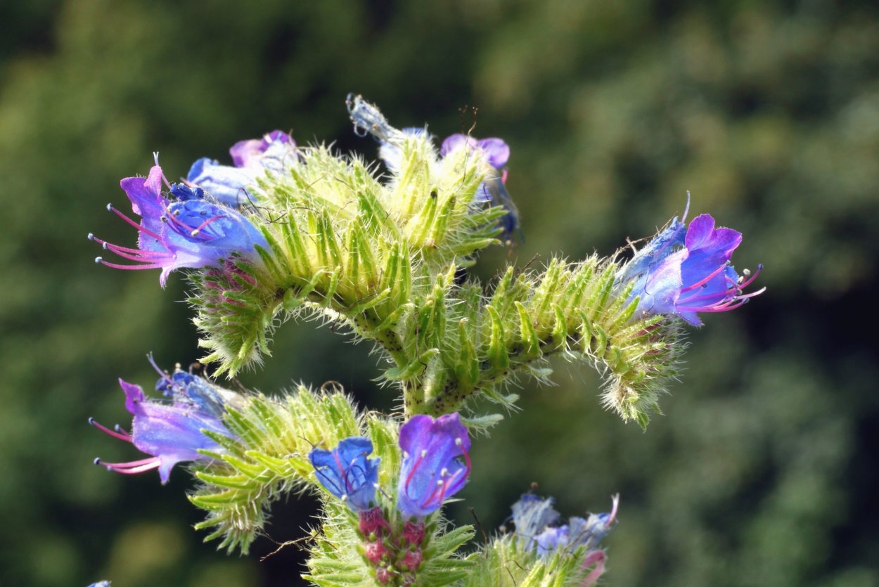 Мелкие розовые цветочки полевые
