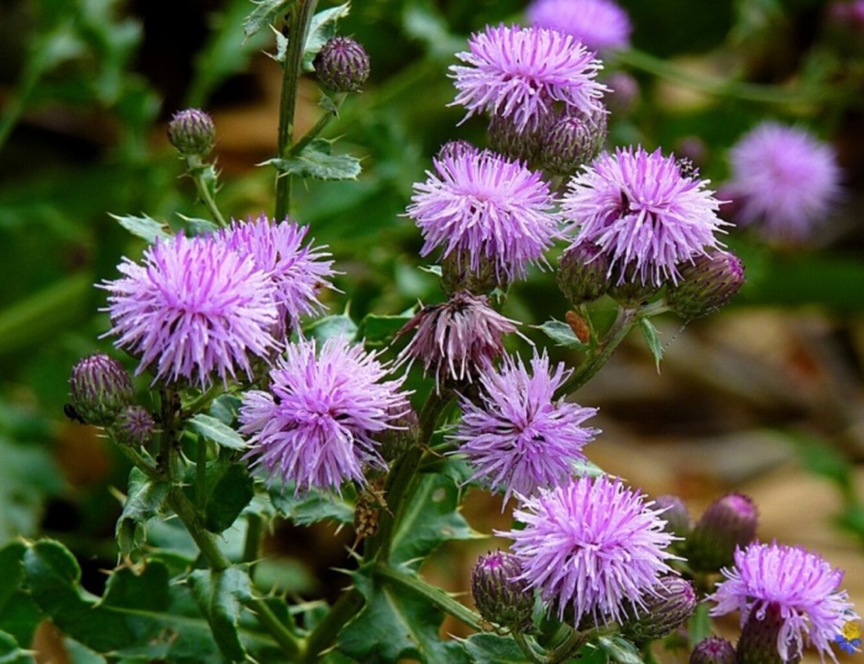 Сорная трава Цветущая