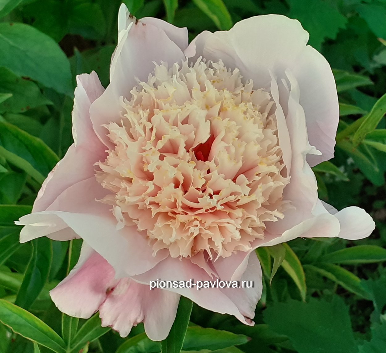 Пион романтик Лейс