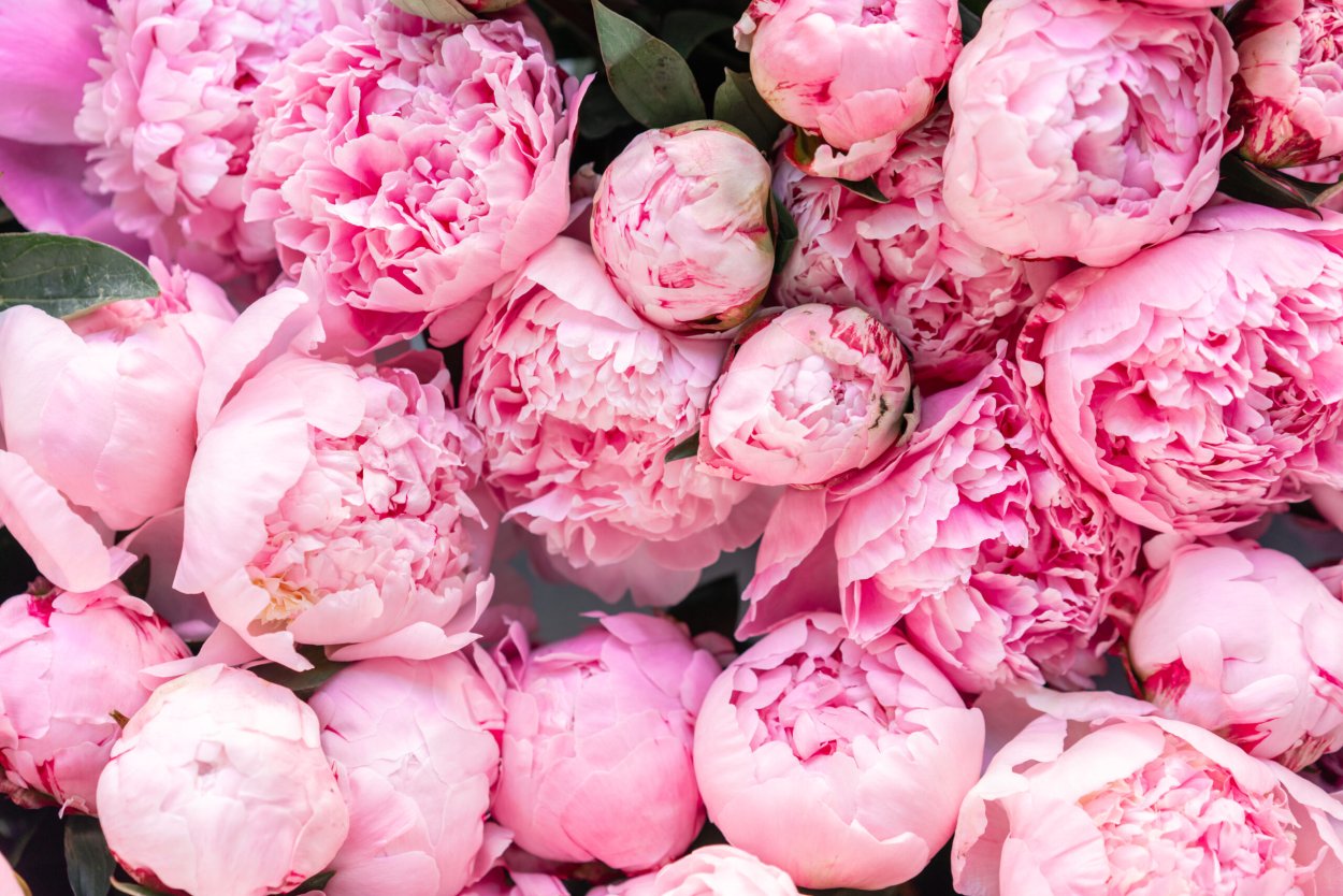 Пион Свит лайф