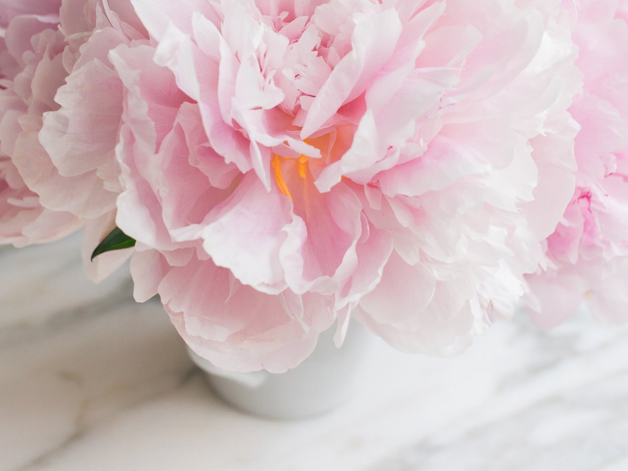 Нежные пионы на рабочий стол