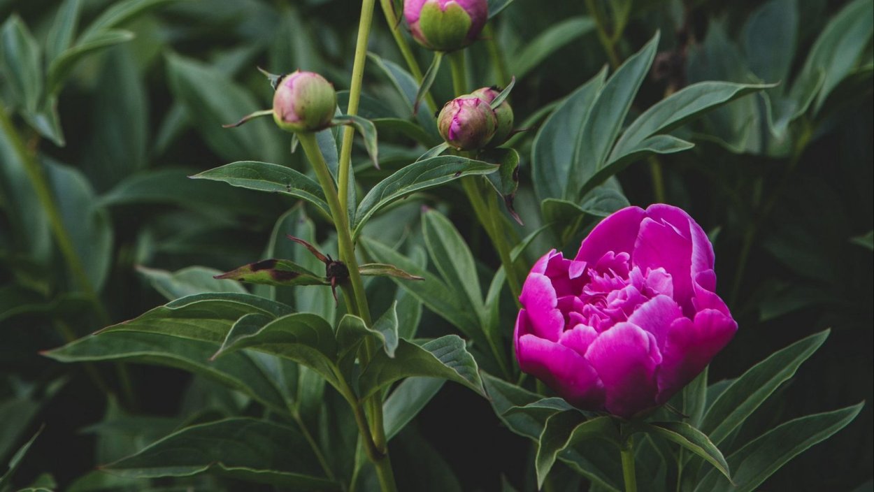 Бутон пион травянистый