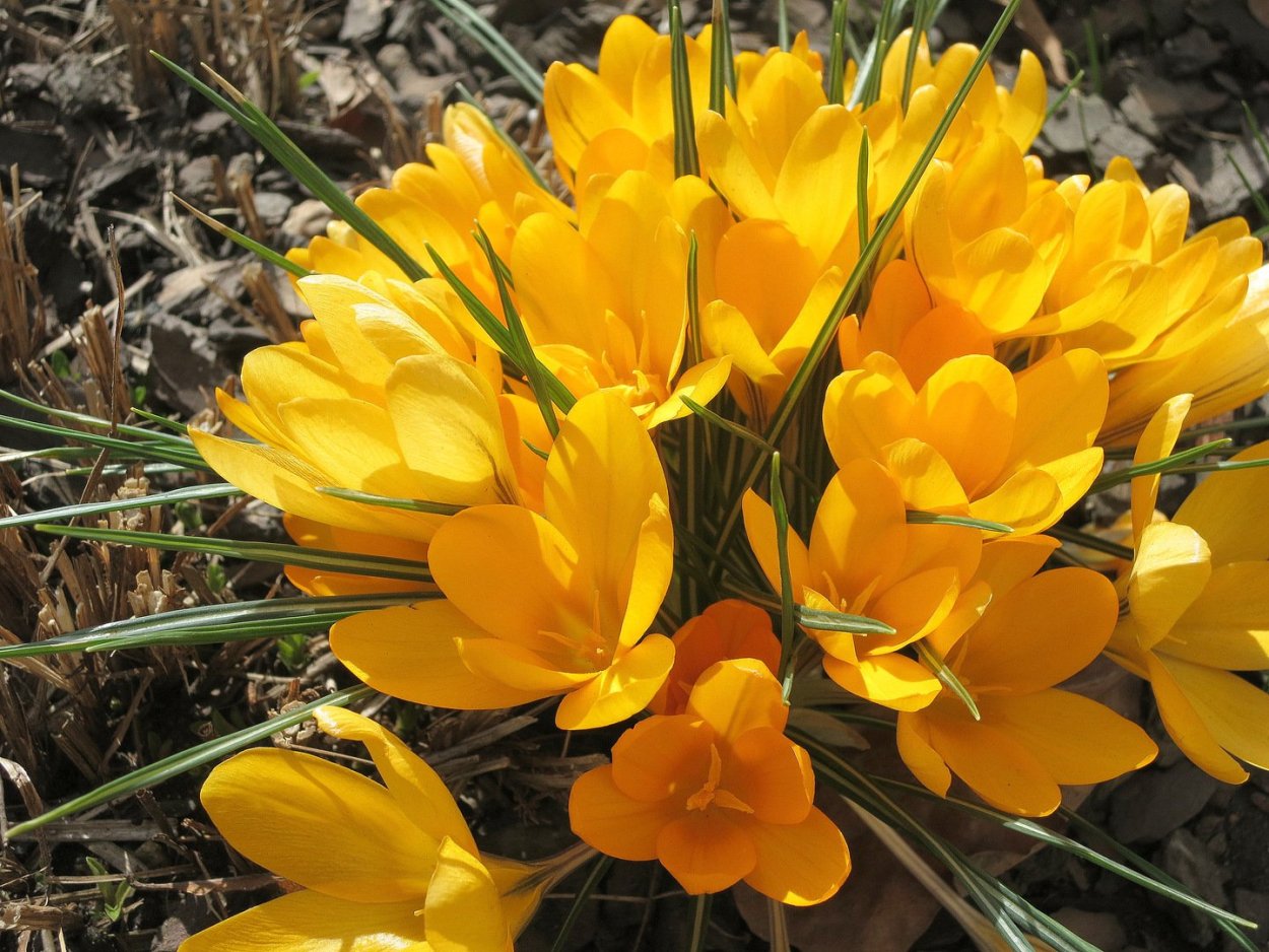 Крокус Конкерор