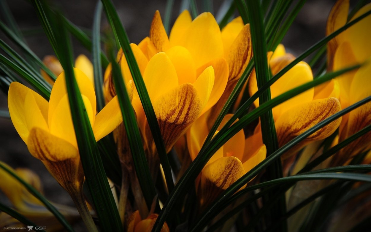 Крокусы подснежники и Мимоза