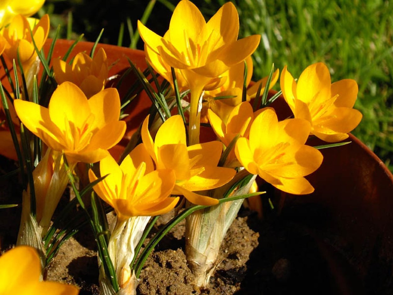 Анкарский Крокус (Crocus ancyrensis),