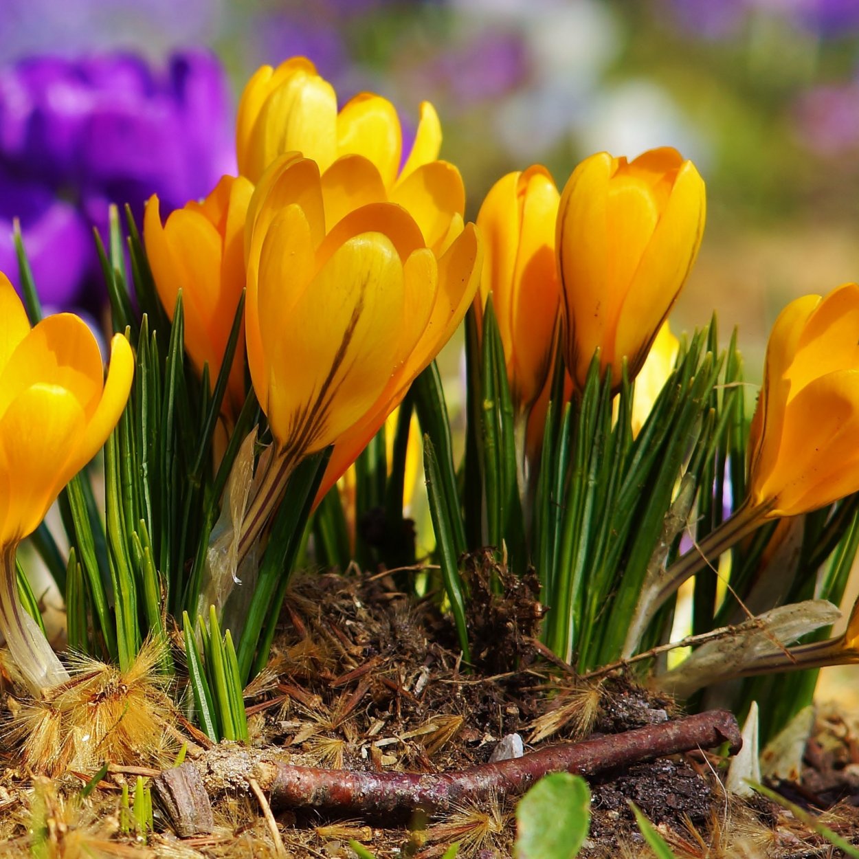 Цветы первоцветы желтые крокусы