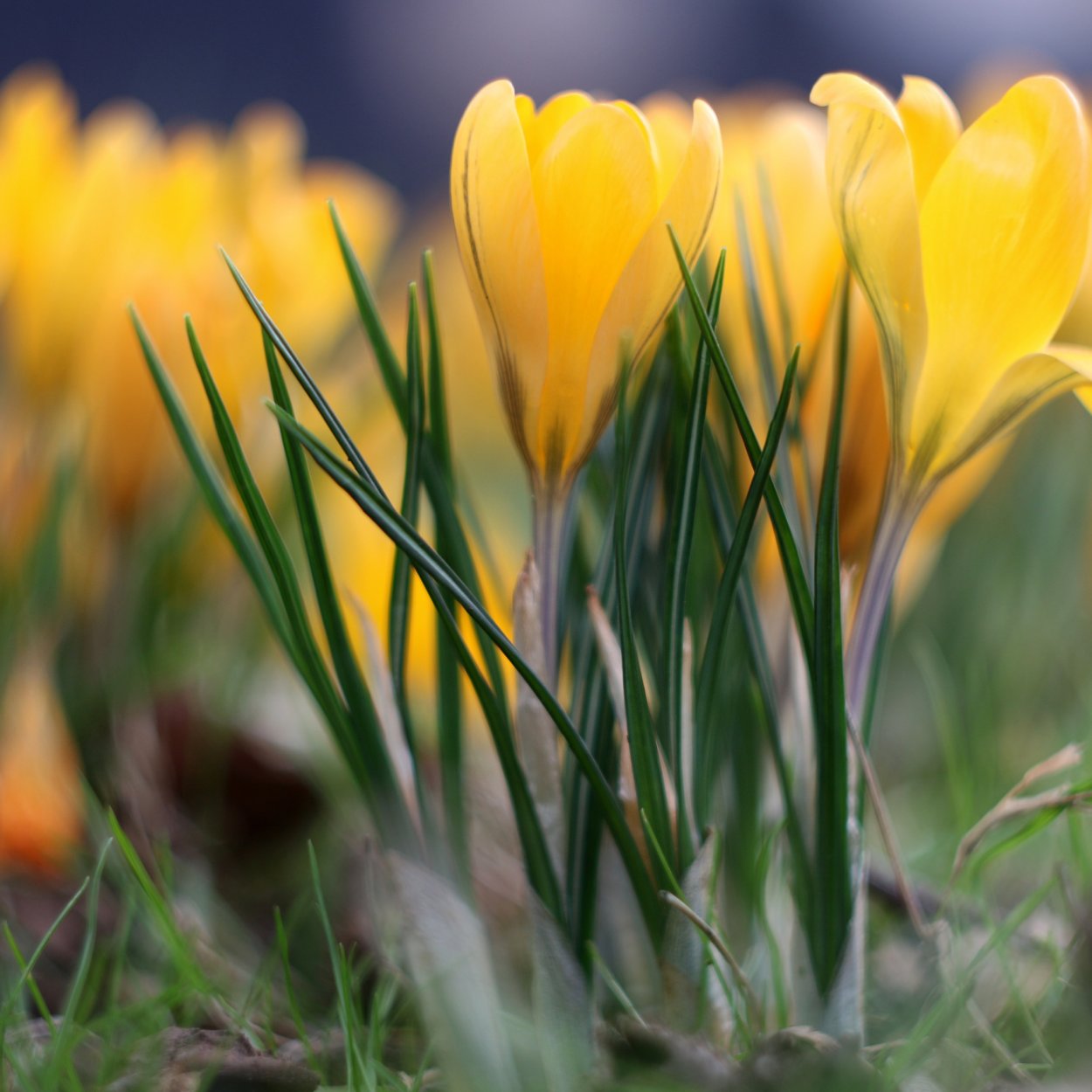 Шафран желтый