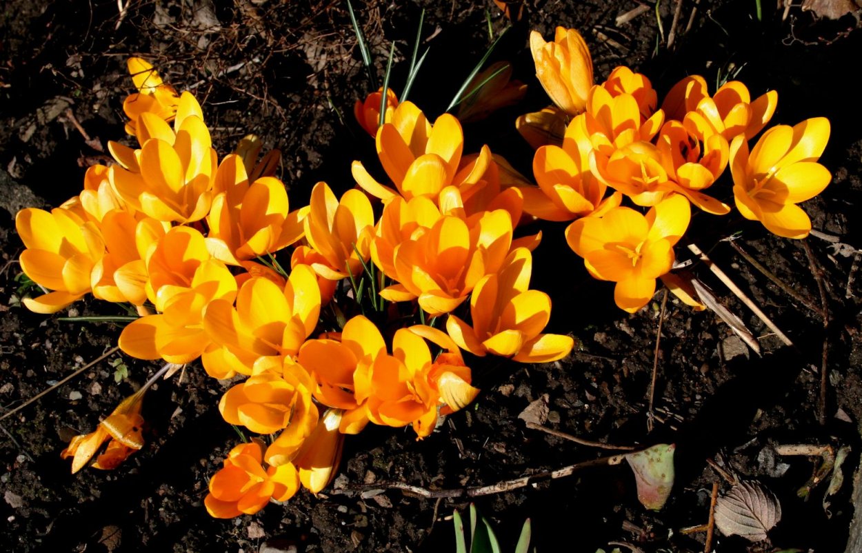 Крокус Йеллоу Маммот