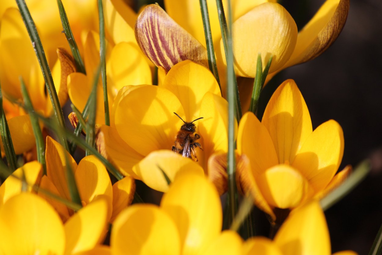 Желтая Весна