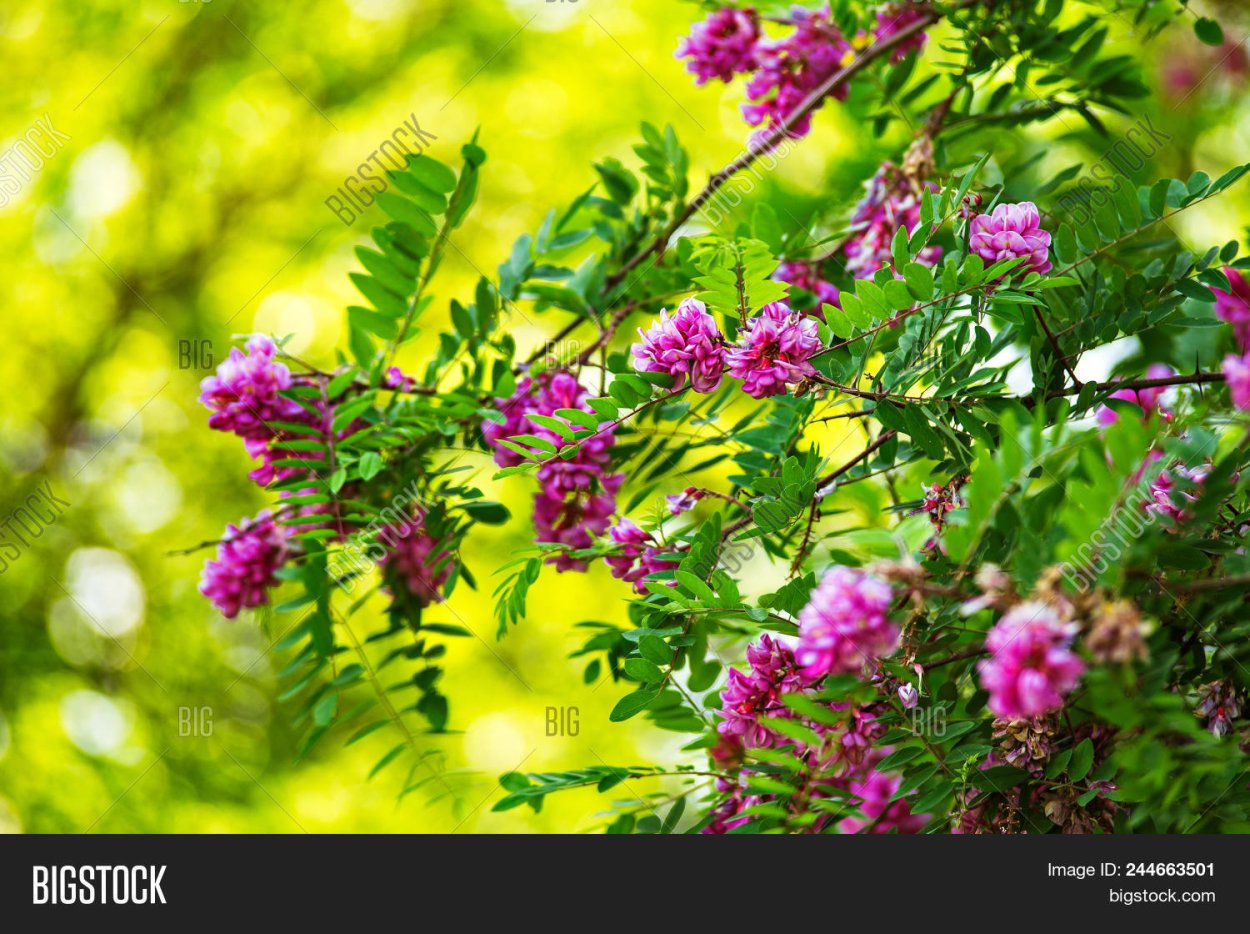 Пурпурная Акация