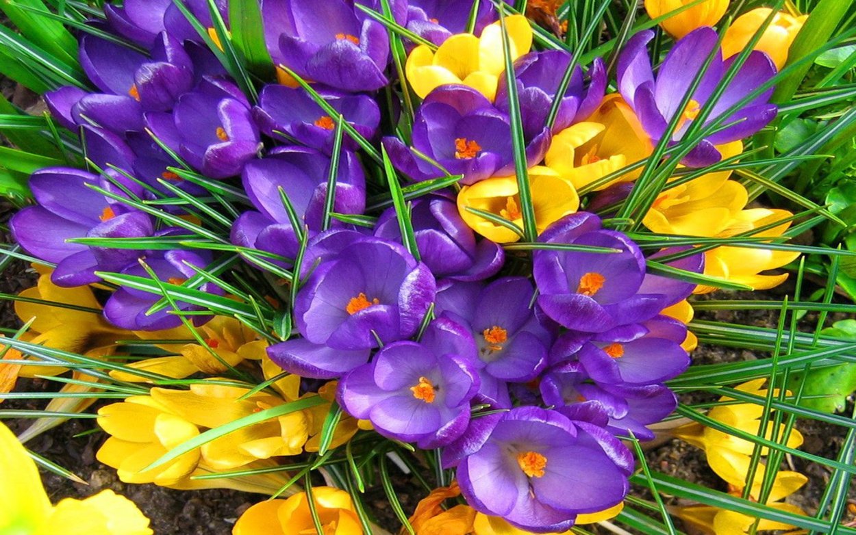 Крокусы и гиацинты
