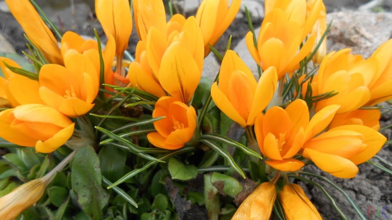 Шафран желтый