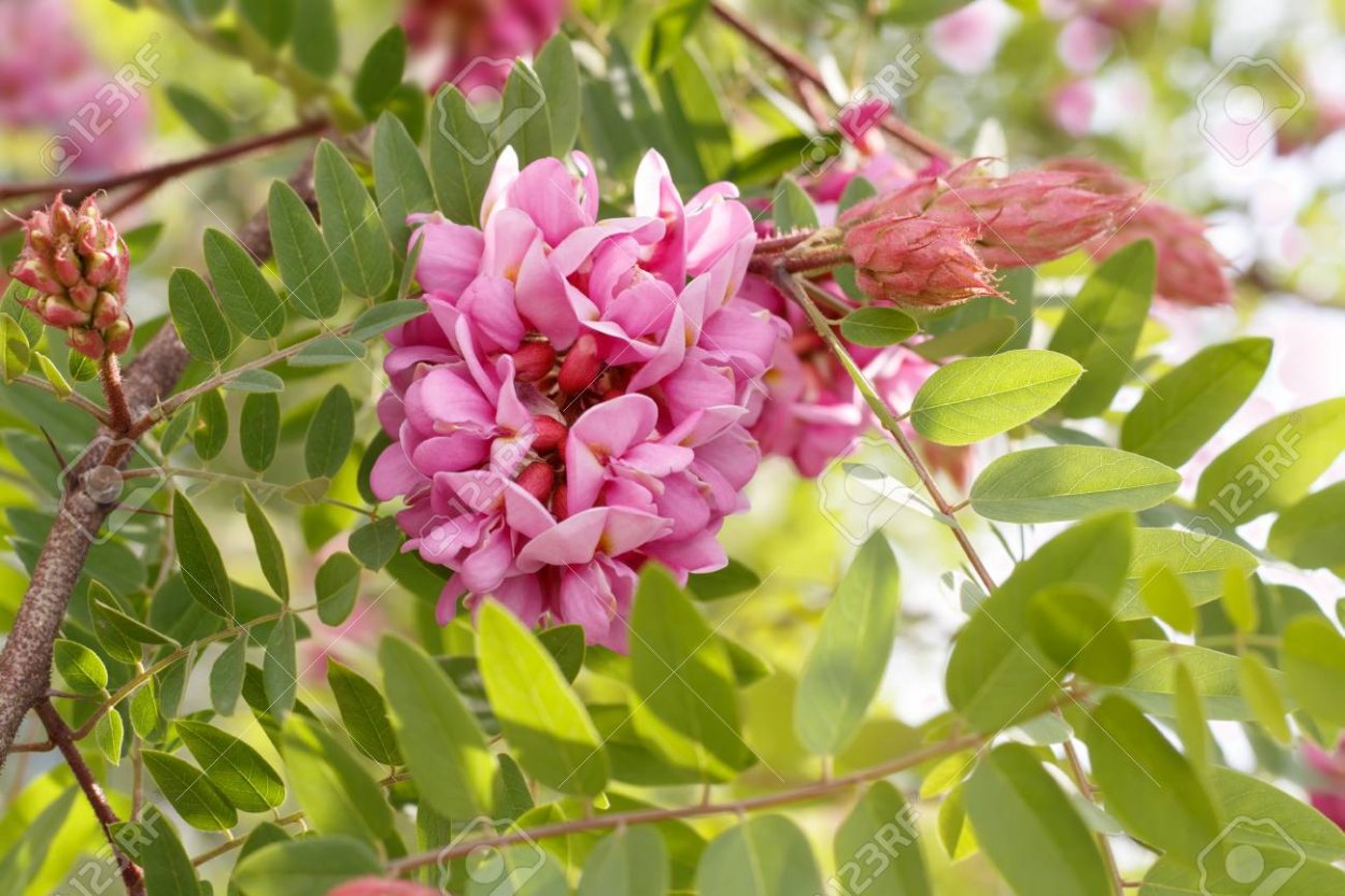 Robinia pseudoacacia viscosa