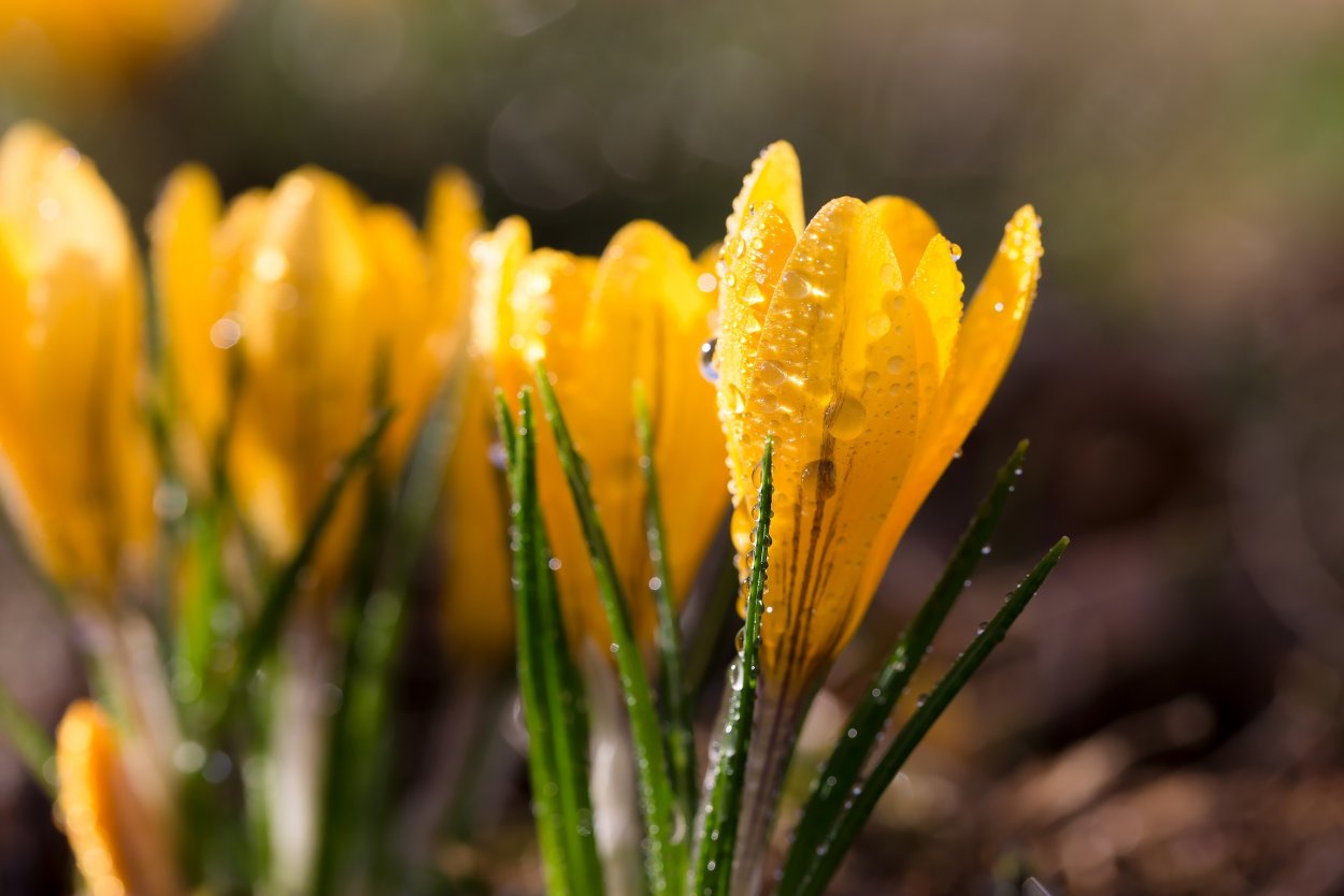 Желтые первоцветы крокусы