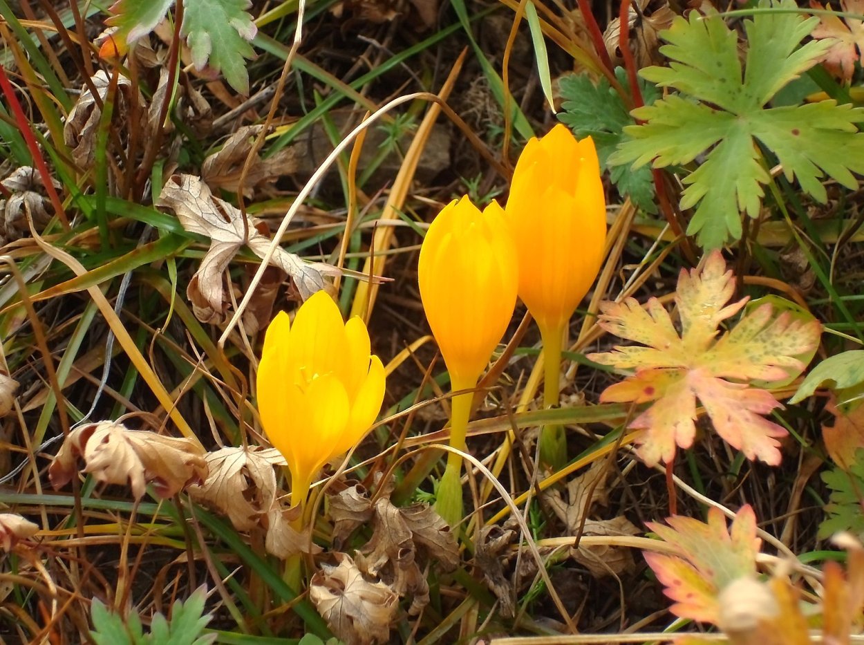 Шафран Шарояна цветок