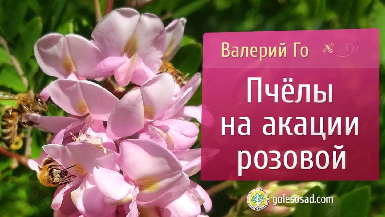 Акация в Японии