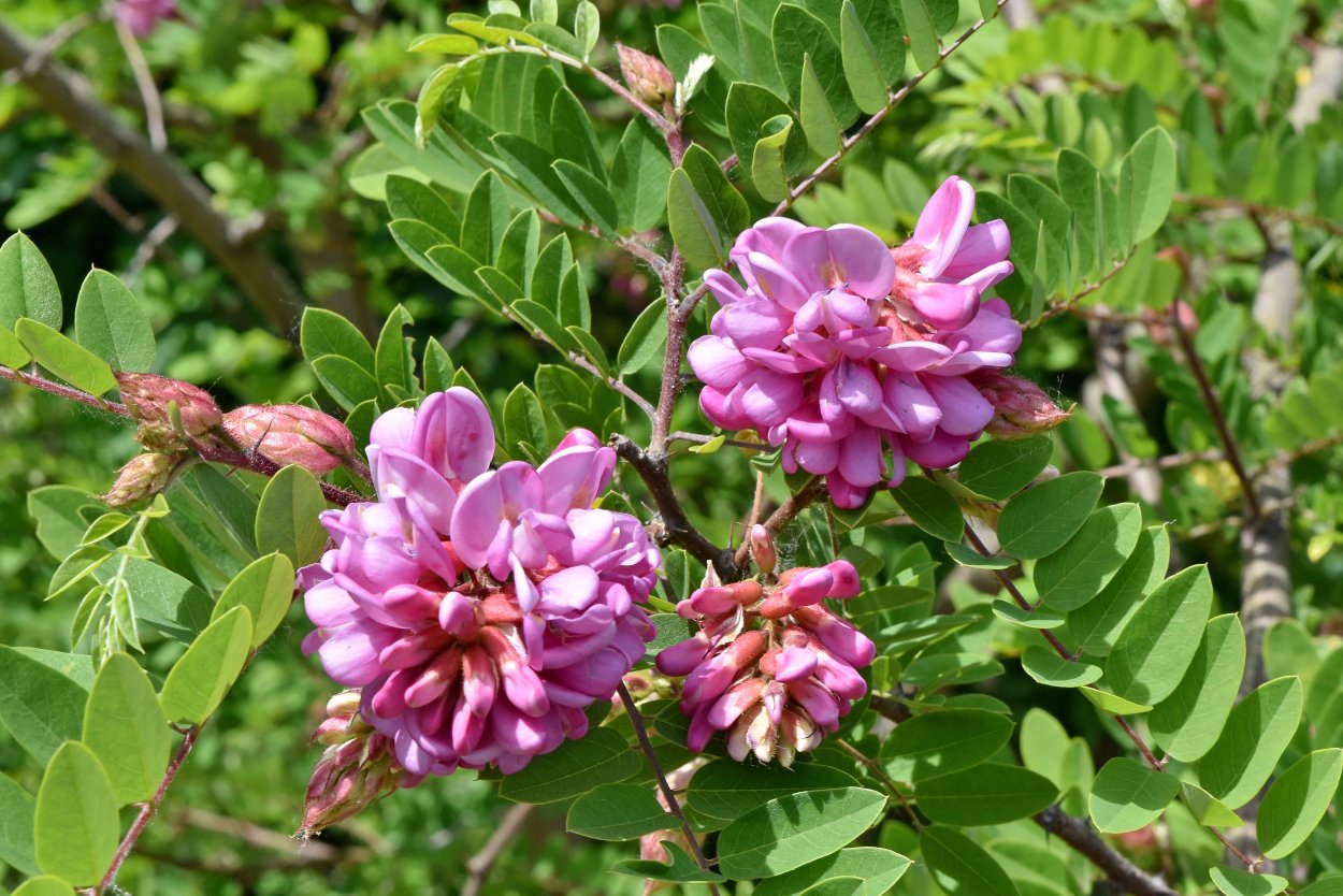 Акация Дикая кустарник