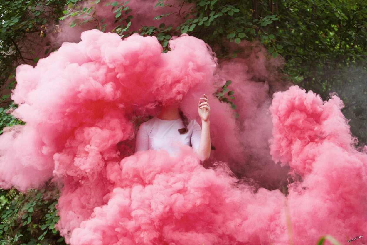 Альбиция шелковая Помпадур