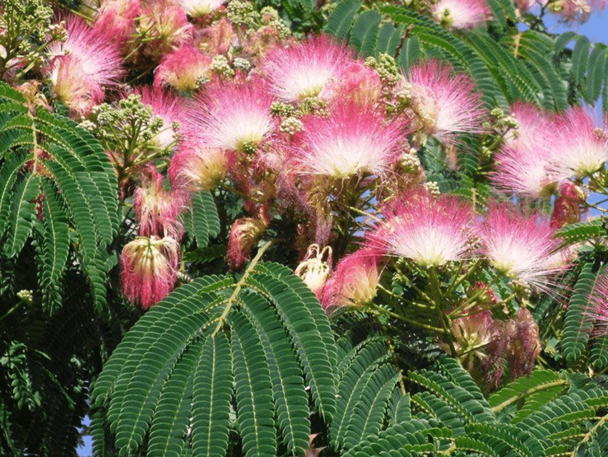 Тропическая серповидная Альбиция