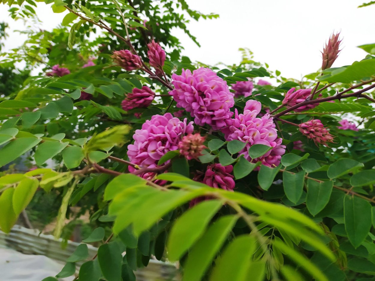 Акация с розовыми пушками